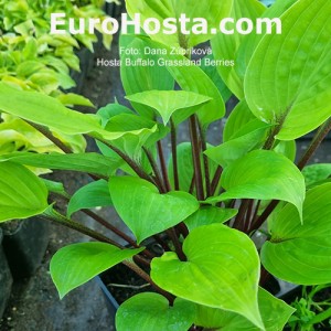 Hosta Buffalo Grassland Berries