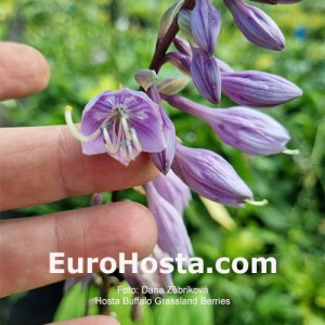 Hosta Buffalo Grassland Berries