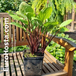 Hosta Buffalo Grassland Berries