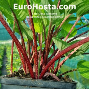 Hosta Buffalo Grassland Berries