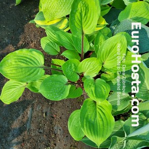 Hosta Buffalo Grassland Berries