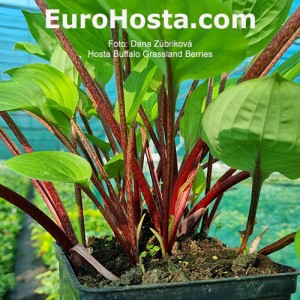 Hosta Buffalo Grassland Berries