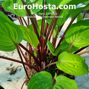 Hosta Buffalo Grassland Berries