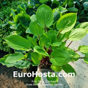 Hosta Buffalo Grassland Berries