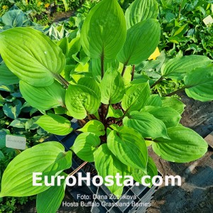 Hosta Buffalo Grassland Berries