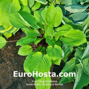 Hosta Buffalo Grassland Berries