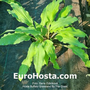 Hosta Buffalo Grassland By The Coast