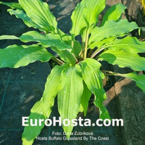 Hosta Buffalo Grassland By The Coast