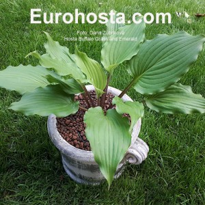 Hosta Buffalo Grassland Emerald 