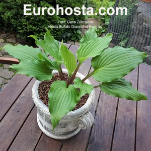 Hosta Buffalo Grassland Emerald 