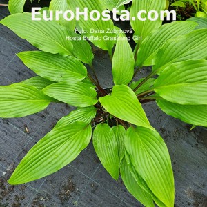 Hosta Buffalo Grassland Girl