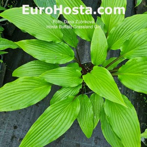 Hosta Buffalo Grassland Girl