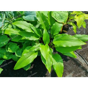 Hosta Buffalo Grassland Girl