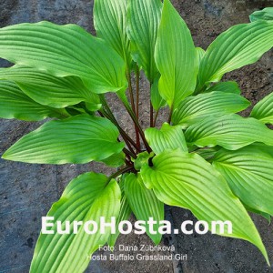 Hosta Buffalo Grassland Girl