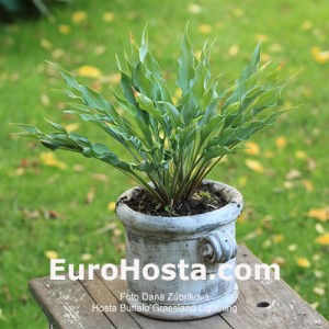 Hosta Buffalo Grassland Lightning