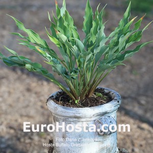 Hosta Buffalo Grassland Lightning