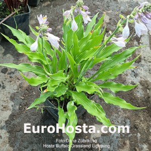 Hosta Buffalo Grassland Lightning