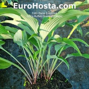 Hosta Buffalo Grassland Magic