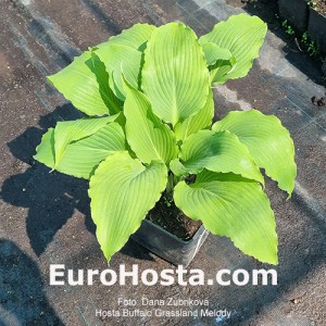 hosta Buffalo Grassland Melody 