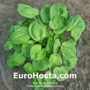 hosta Buffalo Grassland Penny