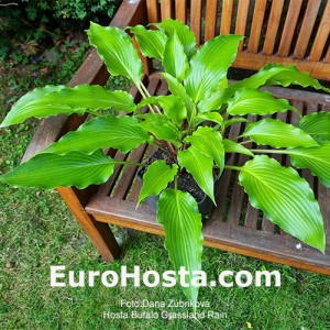 Hosta Buffalo Grassland Rain