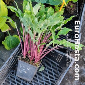 hosta Buffalo Grassland Red