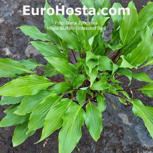 hosta Buffalo Grassland Red