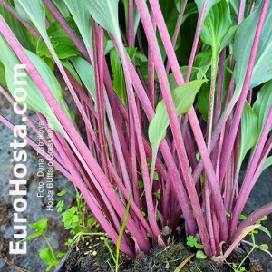 hosta Buffalo Grassland Red