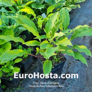 hosta Buffalo Grassland Red