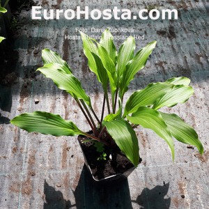 hosta Buffalo Grassland Red