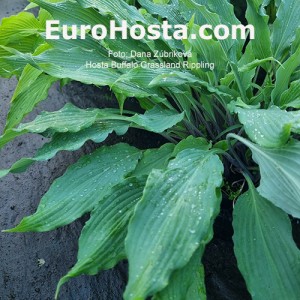 Hosta Buffalo Grassland Rippling