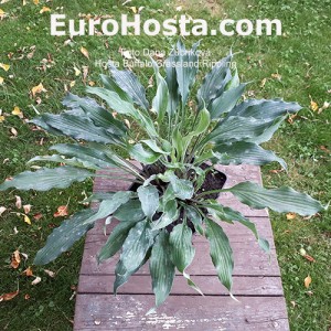 Hosta Buffalo Grassland Rippling