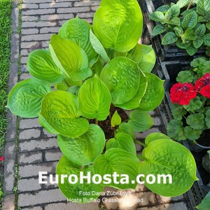 Hosta Buffalo Grassland Salad