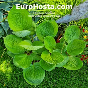 Hosta Buffalo Grassland Salad