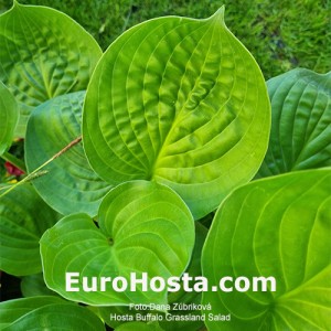 Hosta Buffalo Grassland Salad