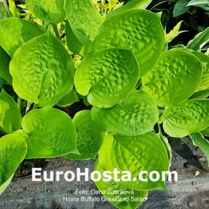 Hosta Buffalo Grassland Salad