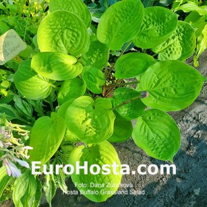 Hosta Buffalo Grassland Salad