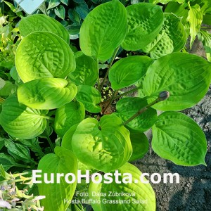 Hosta Buffalo Grassland Salad