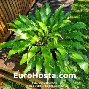 Hosta Buffalo Grassland Sparow