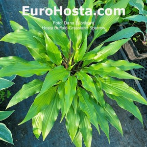 Hosta Buffalo Grassland Sparow