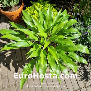 Hosta Buffalo Grassland Sparow