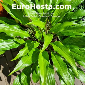 Hosta Buffalo Grassland Sparow