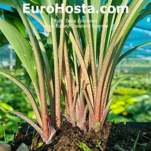 Hosta Buffalo Grassland Sparow