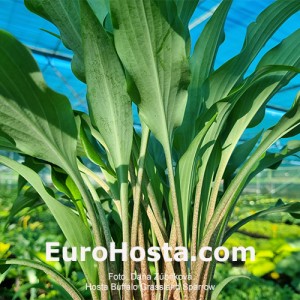 Hosta Buffalo Grassland Sparow