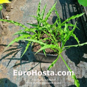 Hosta Buffalo Grassland Spider