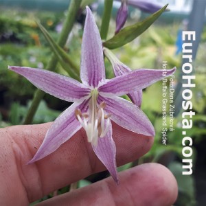 Hosta Buffalo Grassland Spider