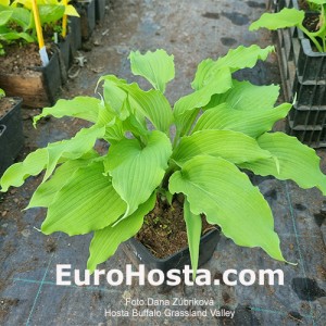 Hosta Buffalo Grassland Valley