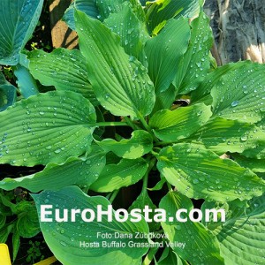 Hosta Buffalo Grassland Valley