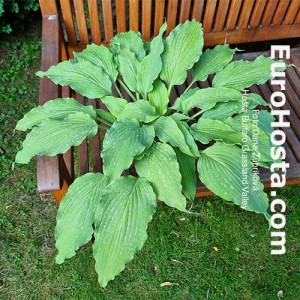 Hosta Buffalo Grassland Valley