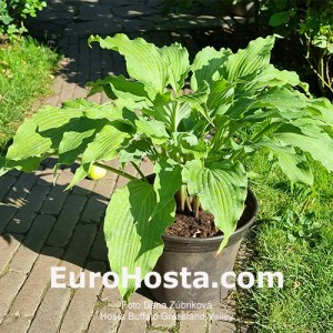 Hosta Buffalo Grassland Valley